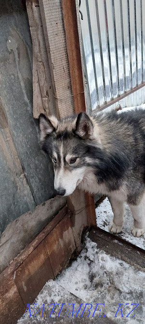 Ең әдемі хаски күшіктер  Алматы - изображение 5