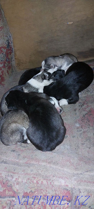 Ең әдемі хаски күшіктер  Алматы - изображение 3