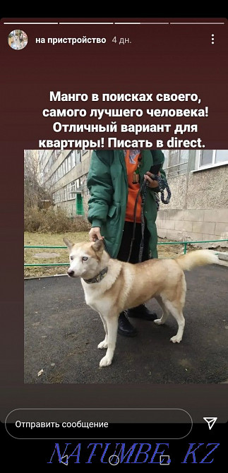 Siberian Husky waiting for new owners Almaty - photo 3