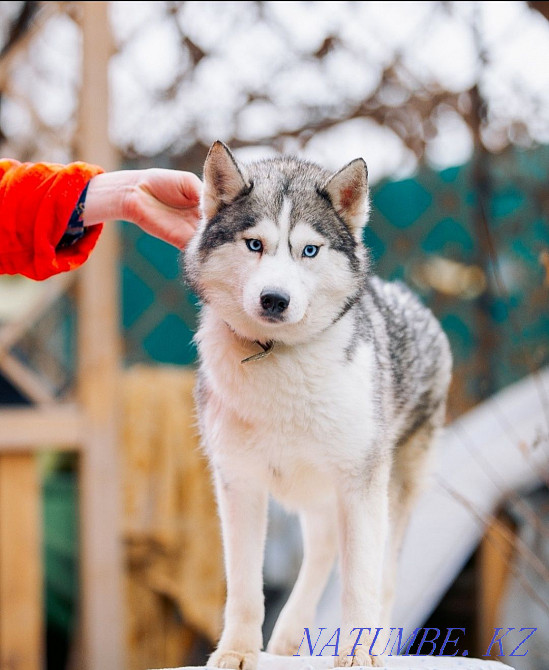 Siberian Husky waiting for new owners Almaty - photo 1