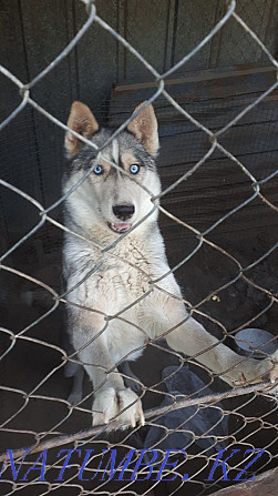 siberian husky for sale Almaty - photo 1