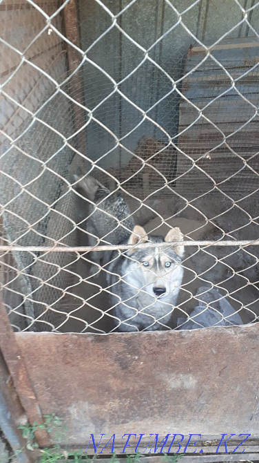 сатылады сібір хаски  Алматы - изображение 2