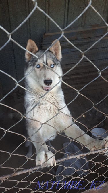 сатылады сібір хаски  Алматы - изображение 1
