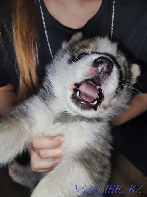 Хаски күшігінің жасы айы  Алматы - изображение 1