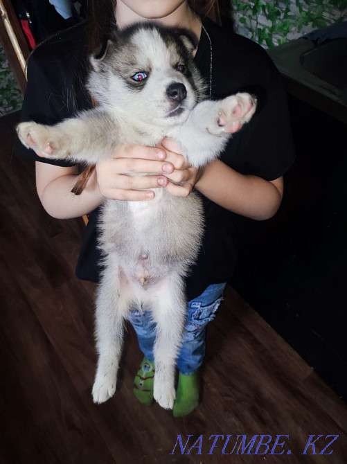 Хаски күшігінің жасы айы  Алматы - изображение 3