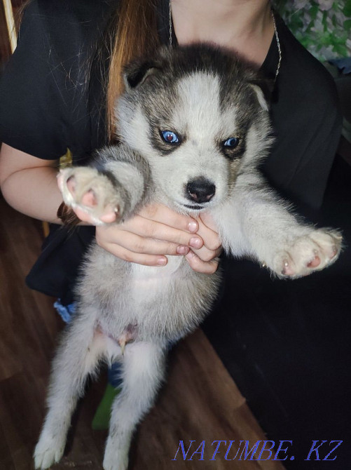 Хаски күшігінің жасы айы  Алматы - изображение 2