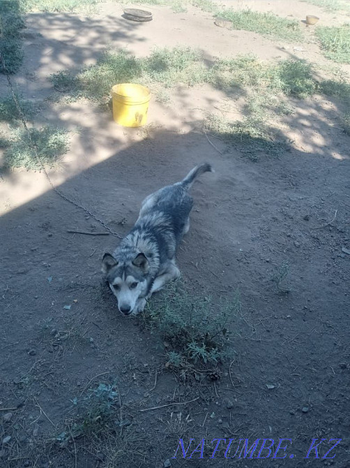 Urgently selling Husky Almaty - photo 2
