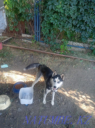 Urgently selling Husky Almaty - photo 1