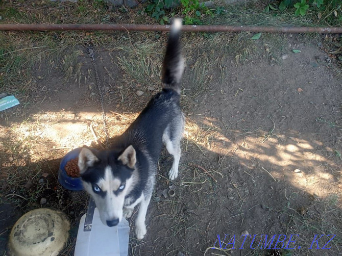 Urgently selling Husky Almaty - photo 2