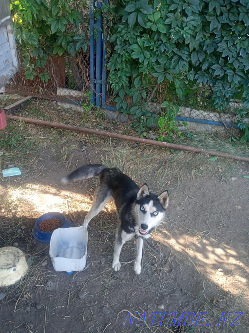 Тез арада хаски сатылады  Алматы - изображение 1
