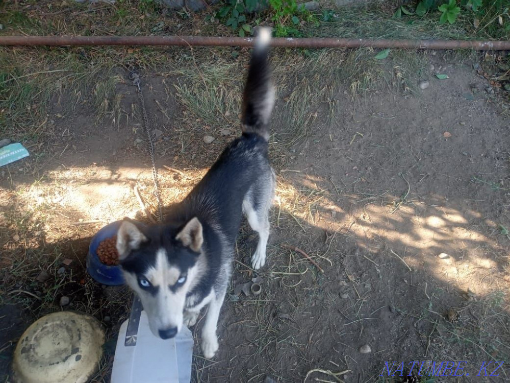 Тез арада хаски сатылады  Алматы - изображение 2