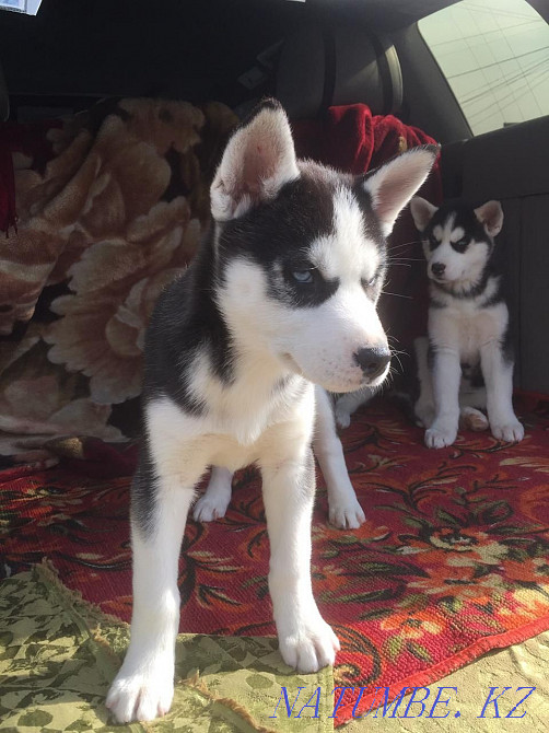 Хаски күшіктері сатылады  Алматы - изображение 5