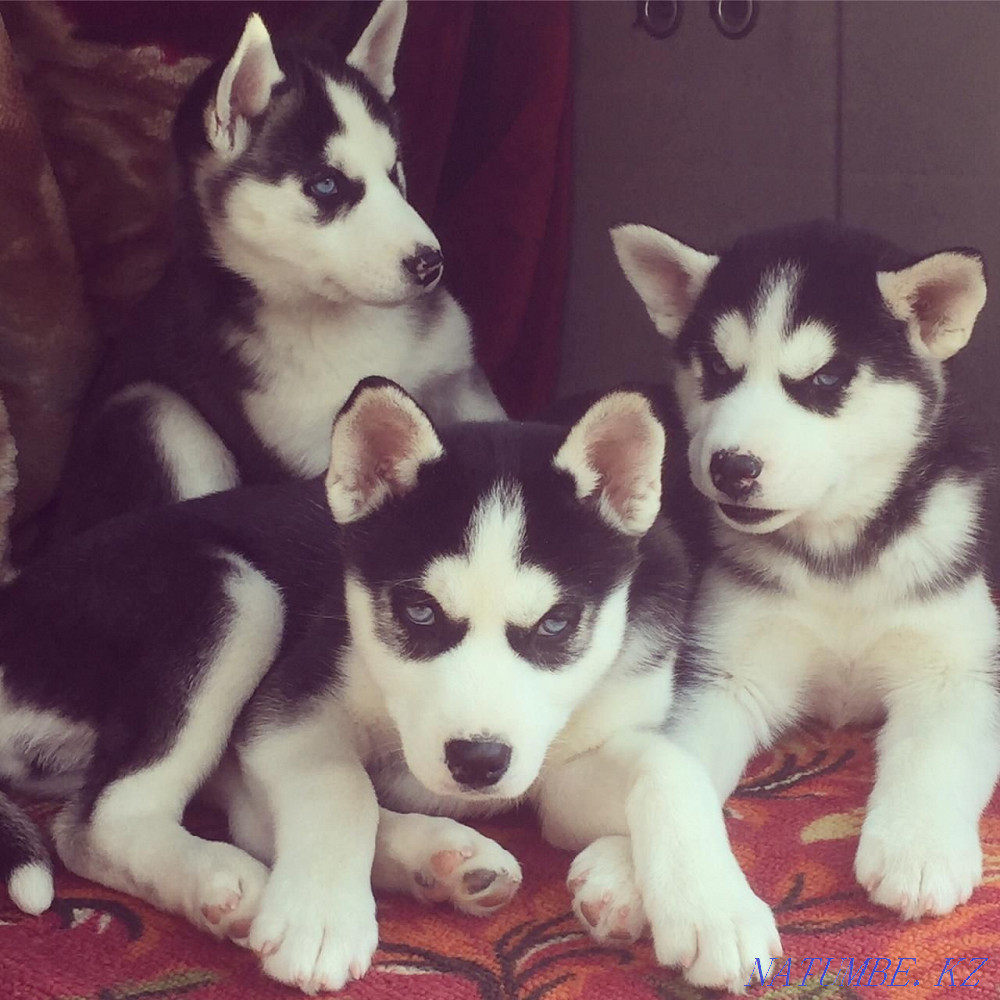 Хаски күшіктері сатылады  Алматы - изображение 7