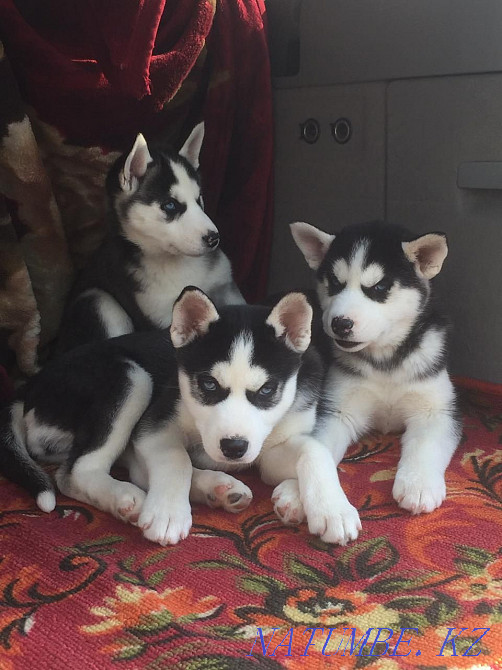 Хаски күшіктері сатылады  Алматы - изображение 3