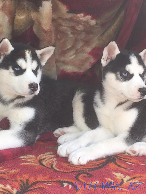 Хаски күшіктері сатылады  Алматы - изображение 1