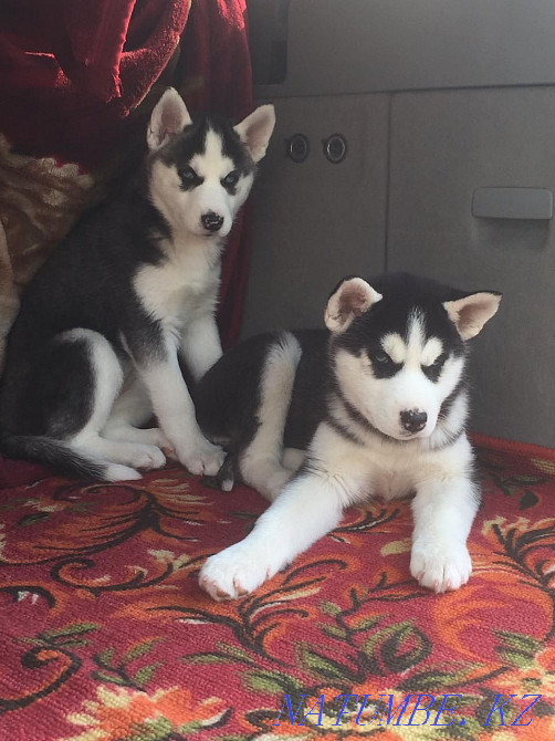 Хаски күшіктері сатылады  Алматы - изображение 2