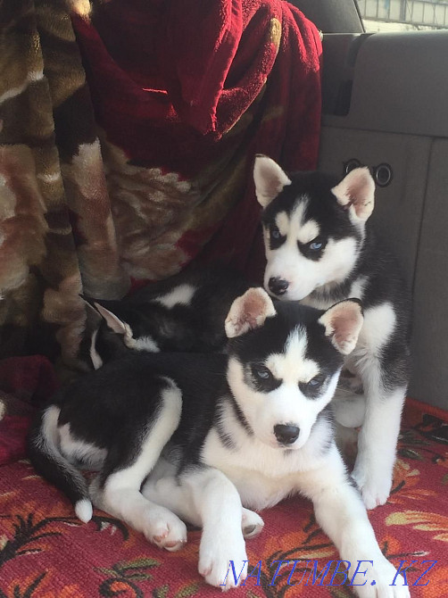 Хаски күшіктері сатылады  Алматы - изображение 4