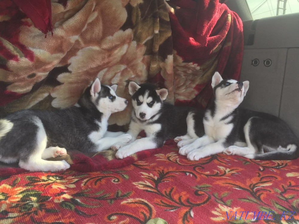 Хаски күшіктері сатылады  Алматы - изображение 6