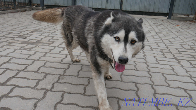 Affectionate husky Simona Almaty - photo 5