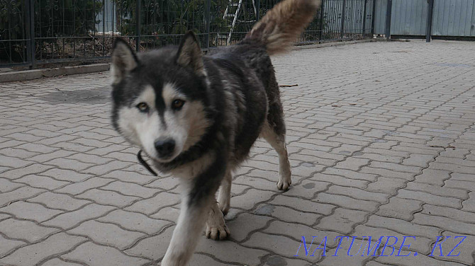 Affectionate husky Simona Almaty - photo 2