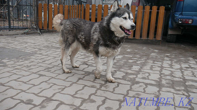 Affectionate husky Simona Almaty - photo 4