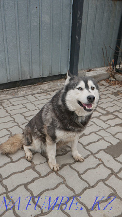 Affectionate husky Simona Almaty - photo 3