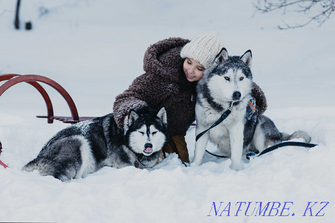 Affectionate husky Simona Almaty - photo 1