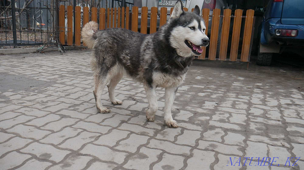 Ласковая хаски Симона Алматы - изображение 4