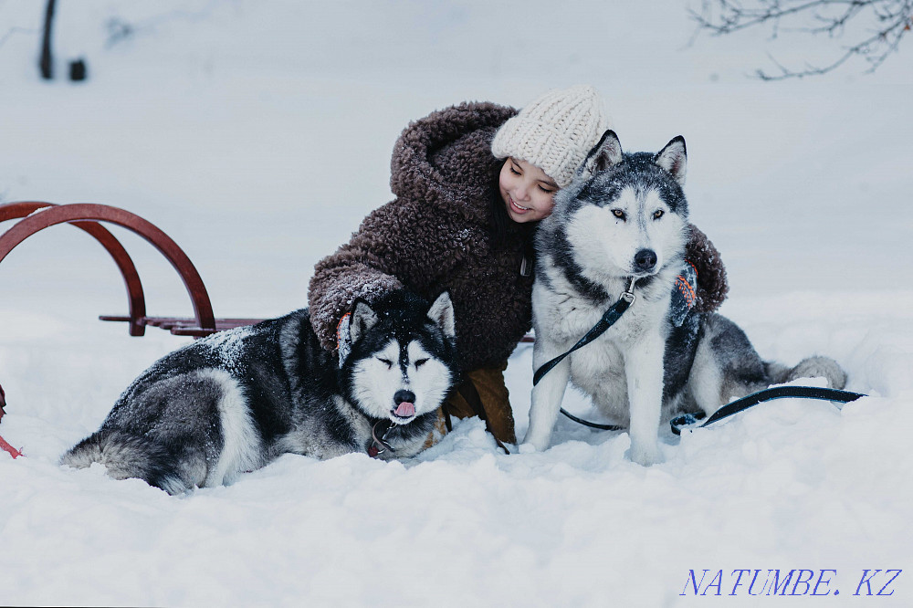 Ласковая хаски Симона Алматы - изображение 1