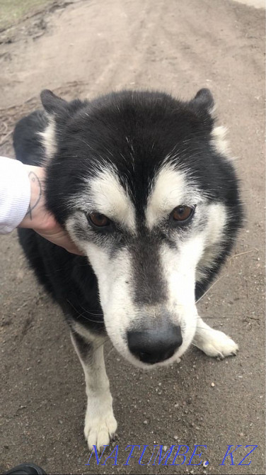 Жасөспірім Хаски қызы  Алматы - изображение 2
