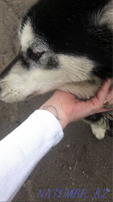 Жасөспірім Хаски қызы  Алматы - изображение 3