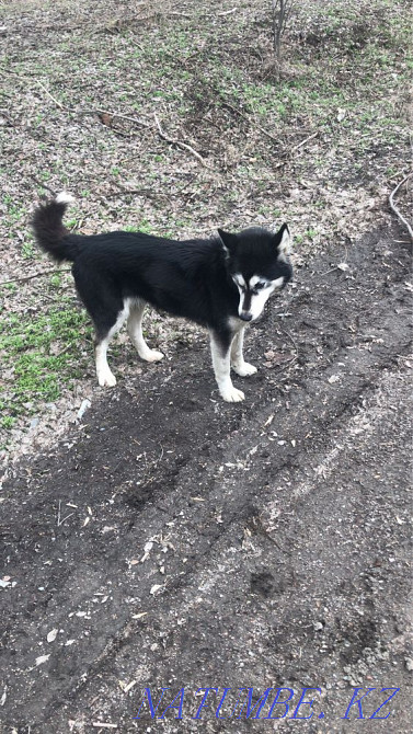 Жасөспірім Хаски қызы  Алматы - изображение 1