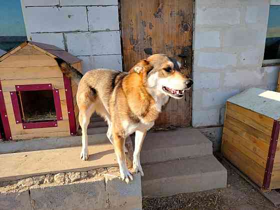 Умная , добрая , привитая собака Almaty