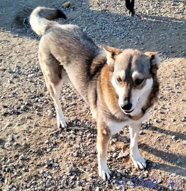 Умная , добрая , привитая собака Алматы - изображение 5