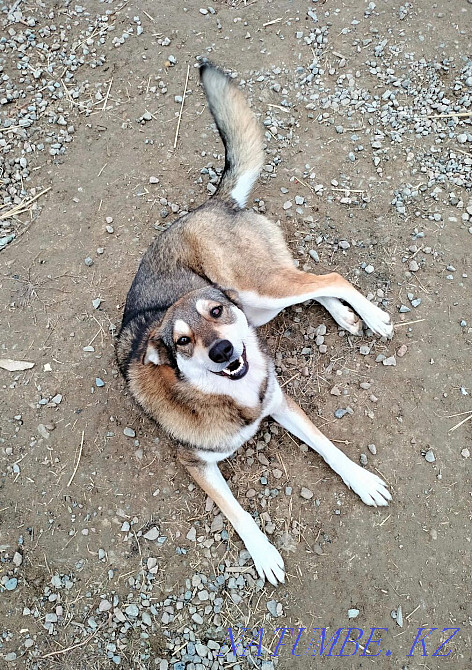 Умная , добрая , привитая собака Алматы - изображение 3