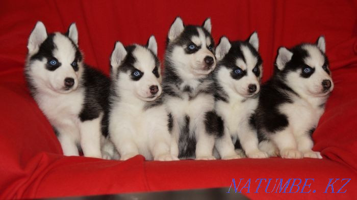 Щенки девочки и мальчики Алматы - изображение 2