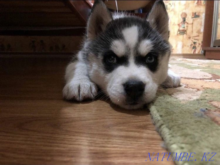 Щенки девочки и мальчики Алматы - изображение 4