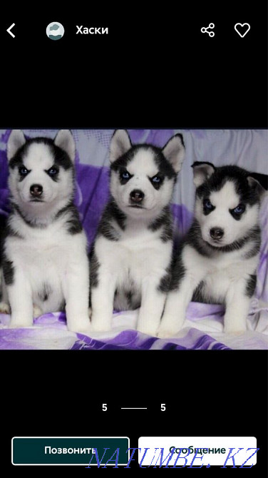 Щенки девочки и мальчики Алматы - изображение 3