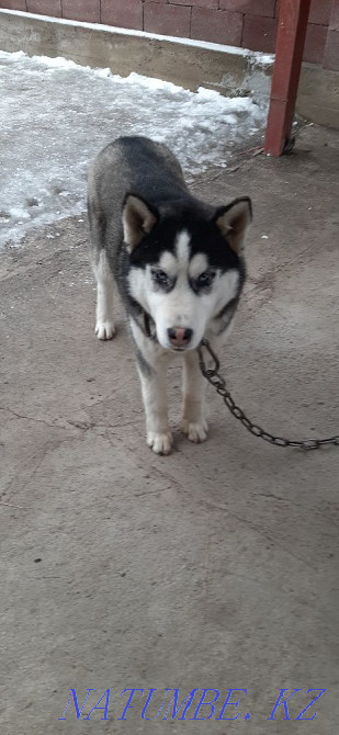 Собака Хаски порода Алматы - изображение 3