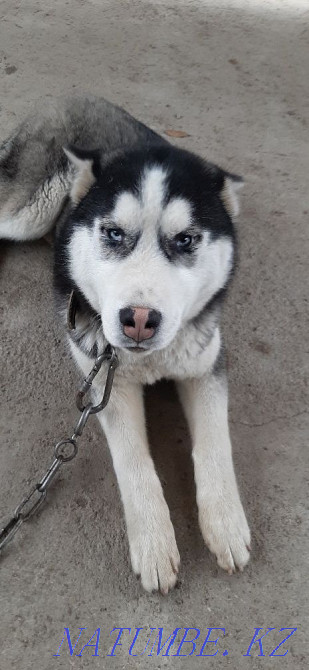 Собака Хаски порода Алматы - изображение 1