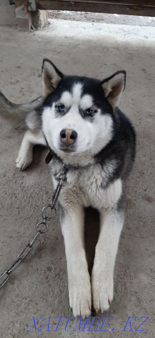 Собака Хаски порода Алматы - изображение 2