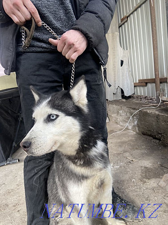 Husky with papers Almaty - photo 1
