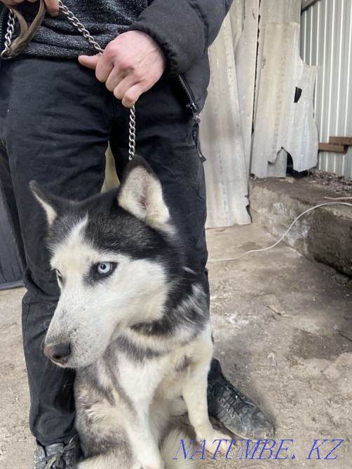 Хаски қағаздары бар  Алматы - изображение 2