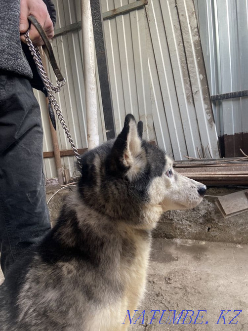 Хаски қағаздары бар  Алматы - изображение 2