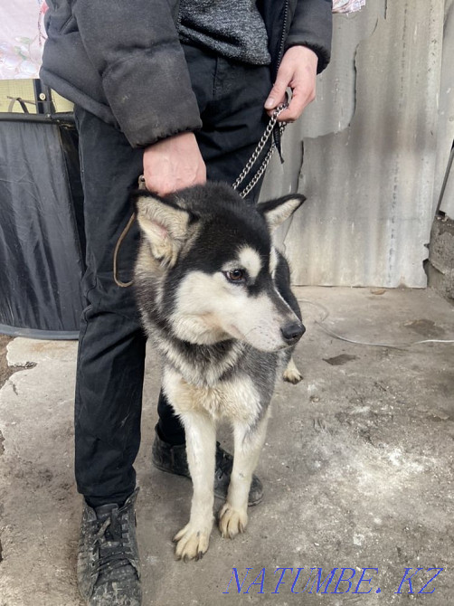 Husky with papers Almaty - photo 2