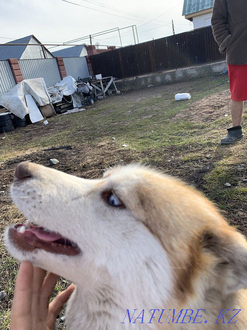 Хаски таза 2 жыл  Алматы - изображение 7