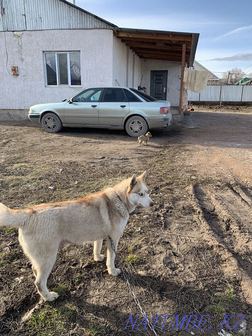 Хаски таза 2 жыл  Алматы - изображение 1