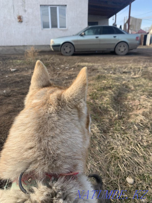 Хаски таза 2 жыл  Алматы - изображение 3