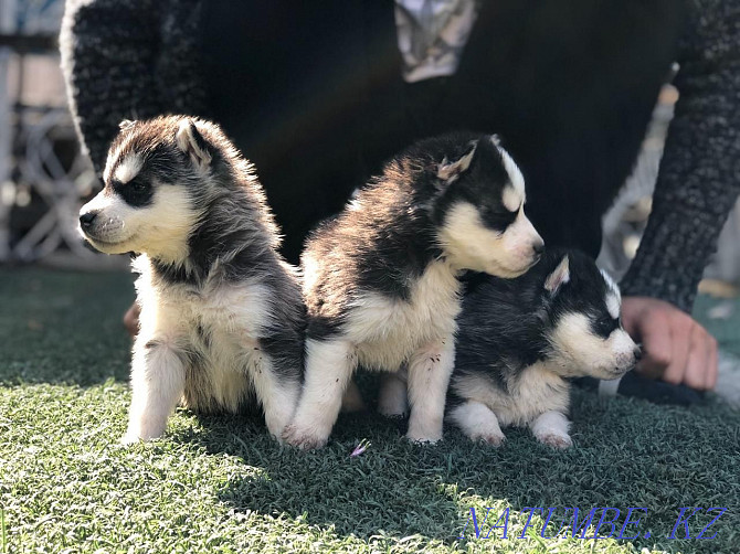 Husky puppies with blue eyes Almaty - photo 3