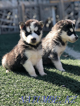Husky puppies with blue eyes Almaty - photo 2